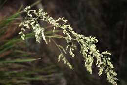 Image of Poa anceps G. Forst.