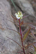 Image of sickletop lousewort