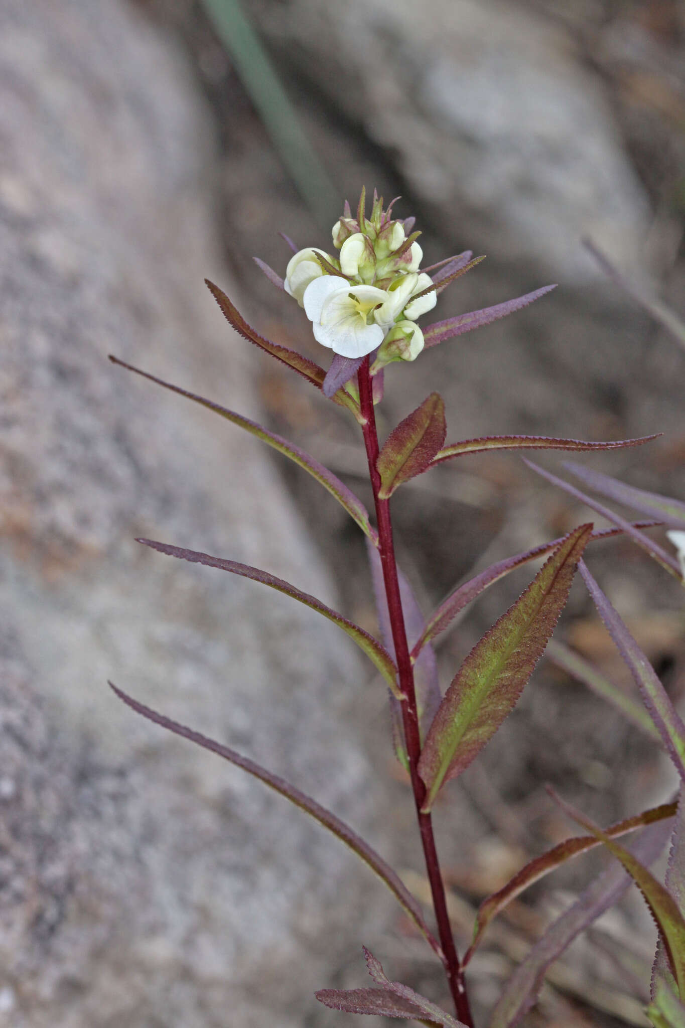 Image of sickletop lousewort