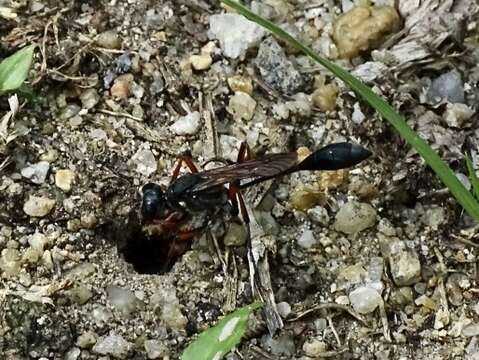 Ammophila clavus (Fabricius 1775) resmi