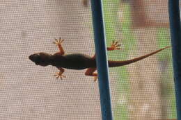 Image of Yellow-bellied house gecko