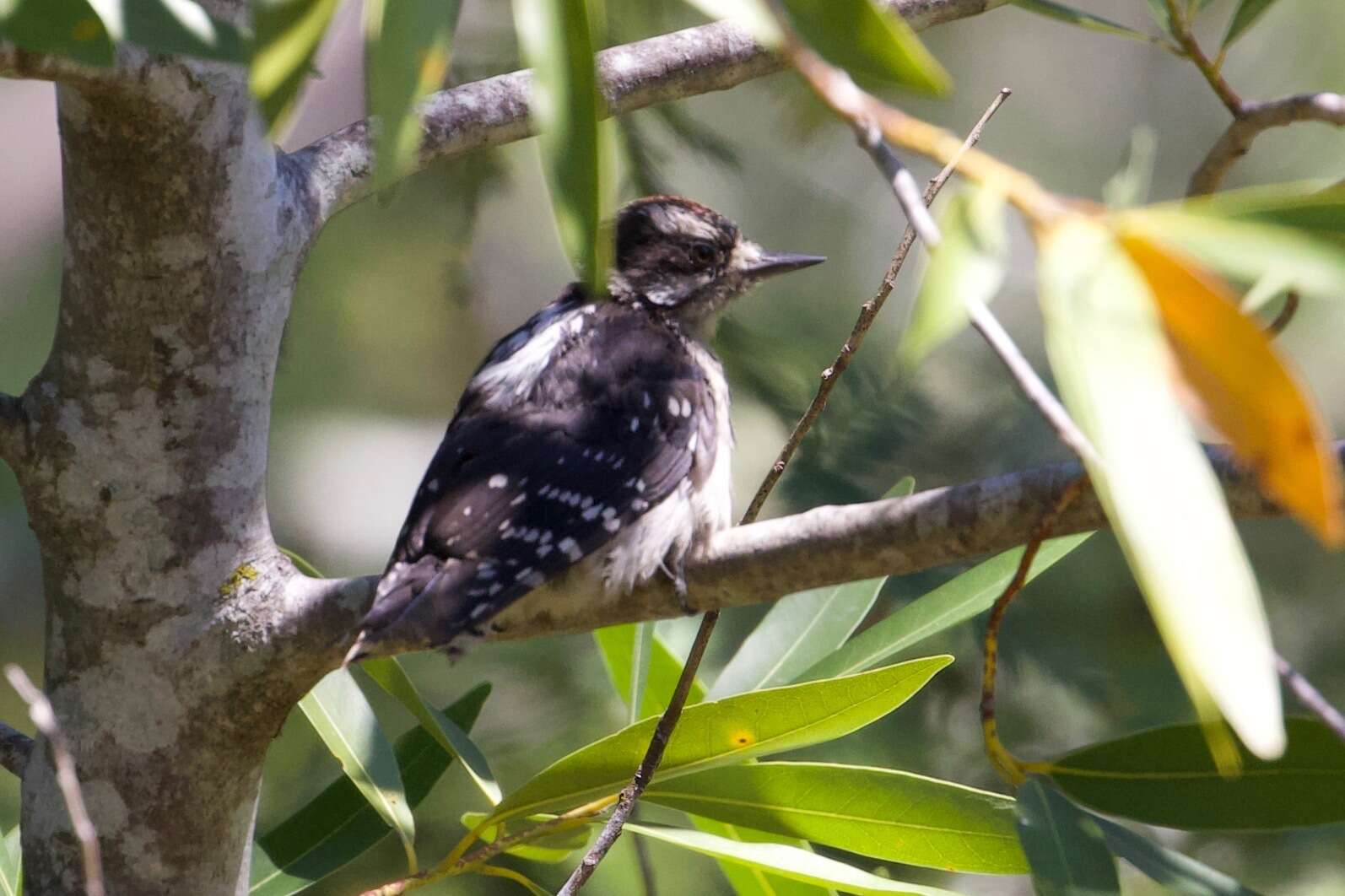 Dryobates pubescens turati (Malherbe 1860) resmi