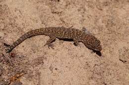 Image of Bynoe's gecko