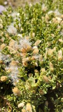 Image of Baccharis neorupestris Deble & A. S. Oliveira