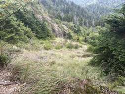 Image de Calamagrostis cainii Hitchc.