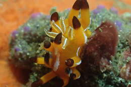 Image of Okenia mellita Rudman 2004