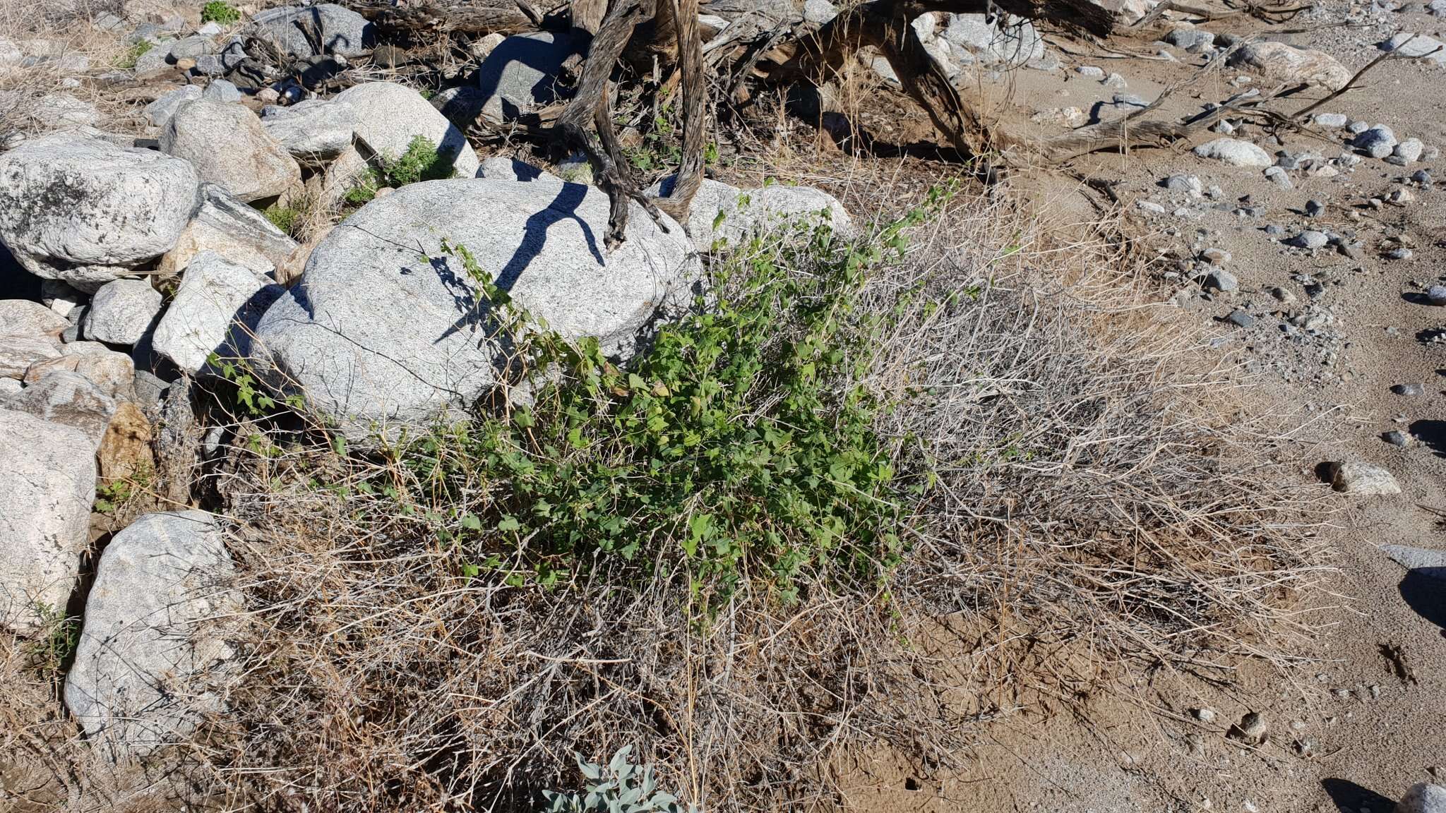 Image of desert starvine