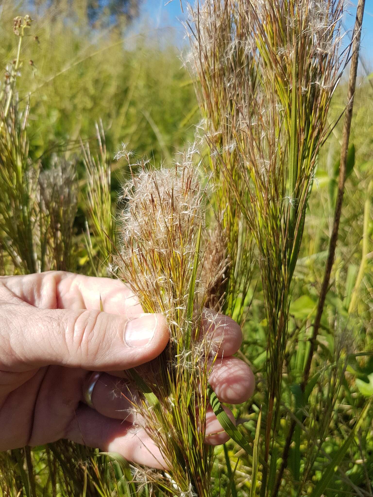 Image of Schizachyrium microstachyum (Desv.) Roseng., B. R. Arrill. & Izag.