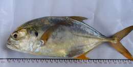 Image of Pacific Crevalle Jack