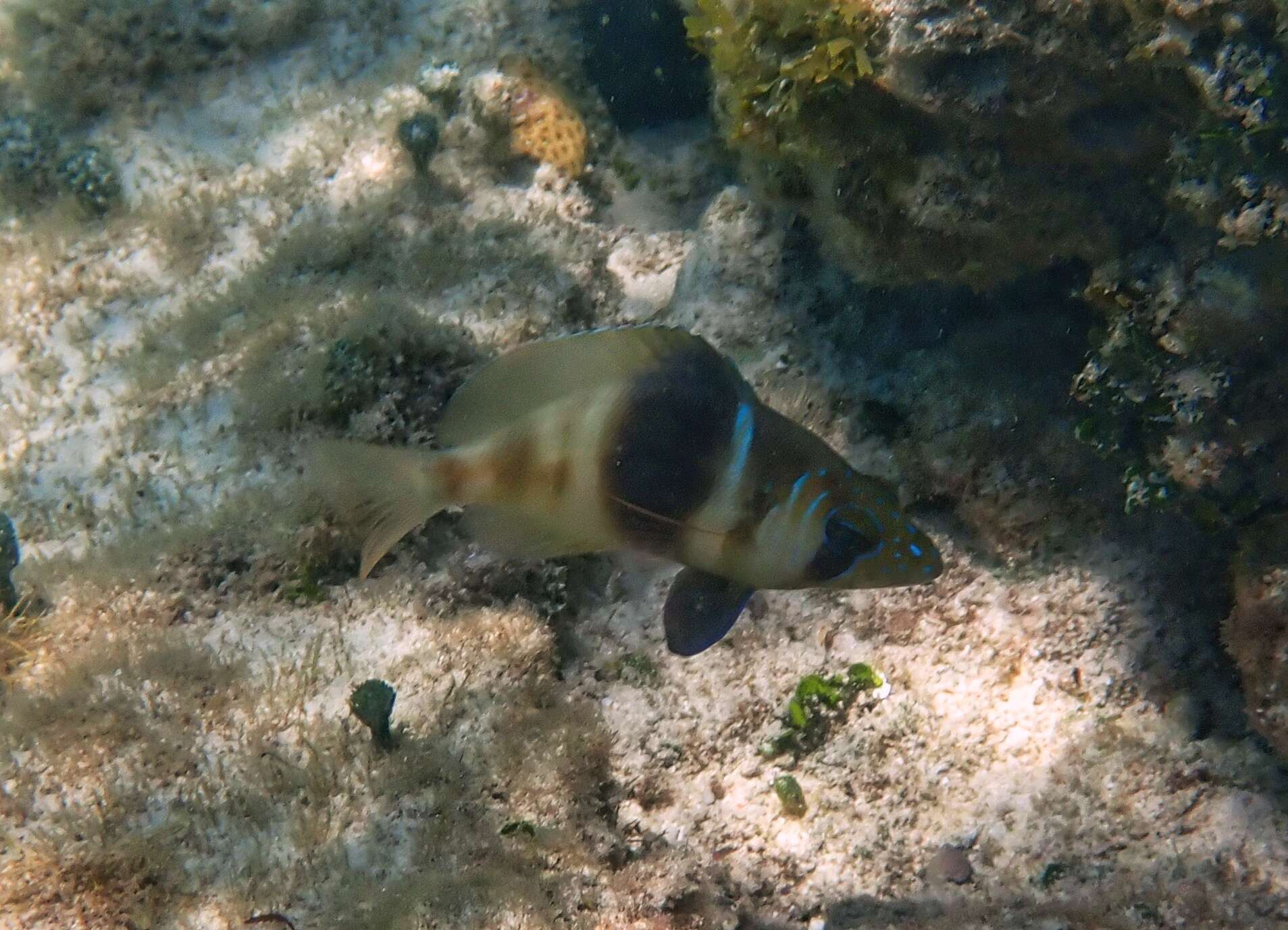 Image of Barred Hamlet