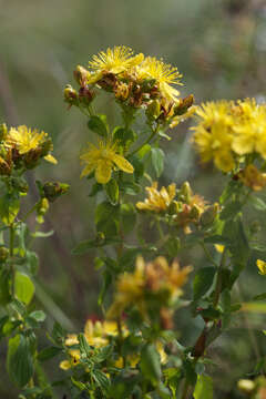 Image of spotted St. Johnswort