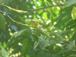 Image of Thick-billed Euphonia