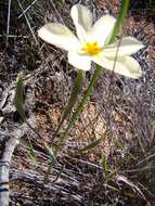 Image of Moraea radians (Goldblatt) Goldblatt