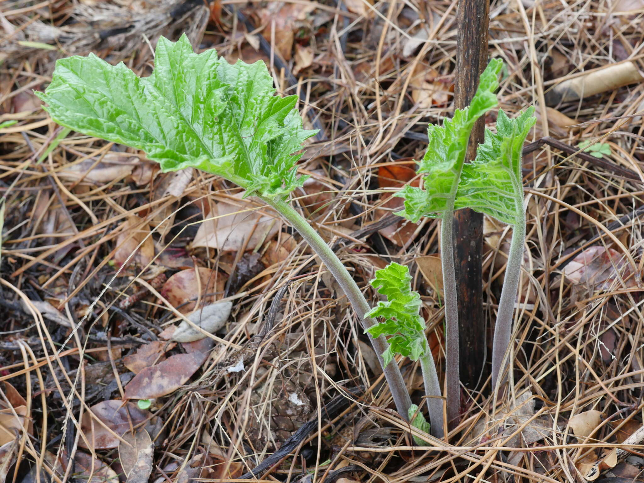 Image of Bear's Breeches