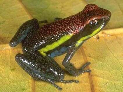 Image of Manu Poison Frog