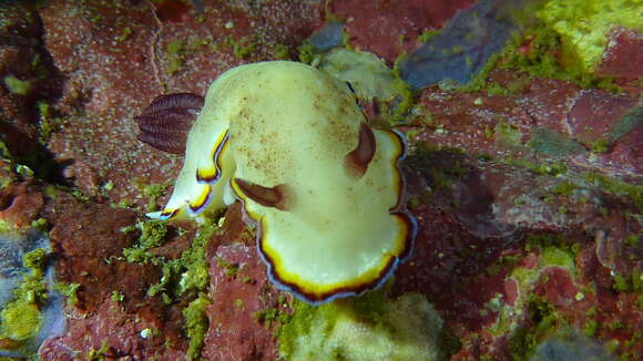 Image of Goniobranchus sinensis (Rudman 1985)