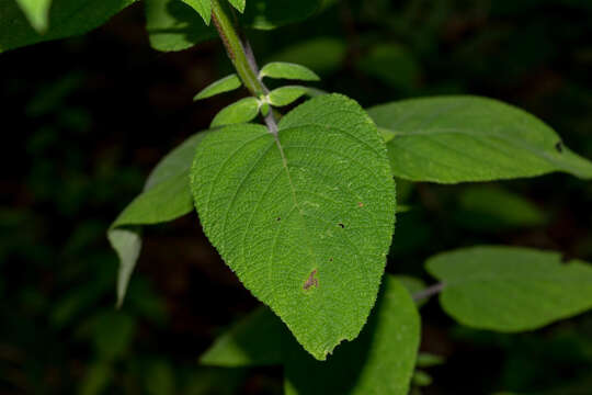 Imagem de Salvia incertae sedis