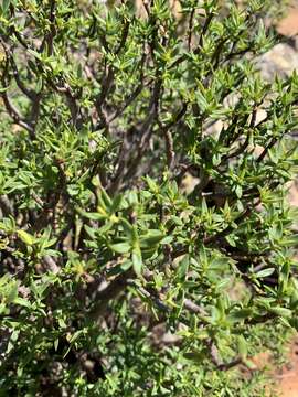 Image of Crassula sarcocaulis subsp. sarcocaulis