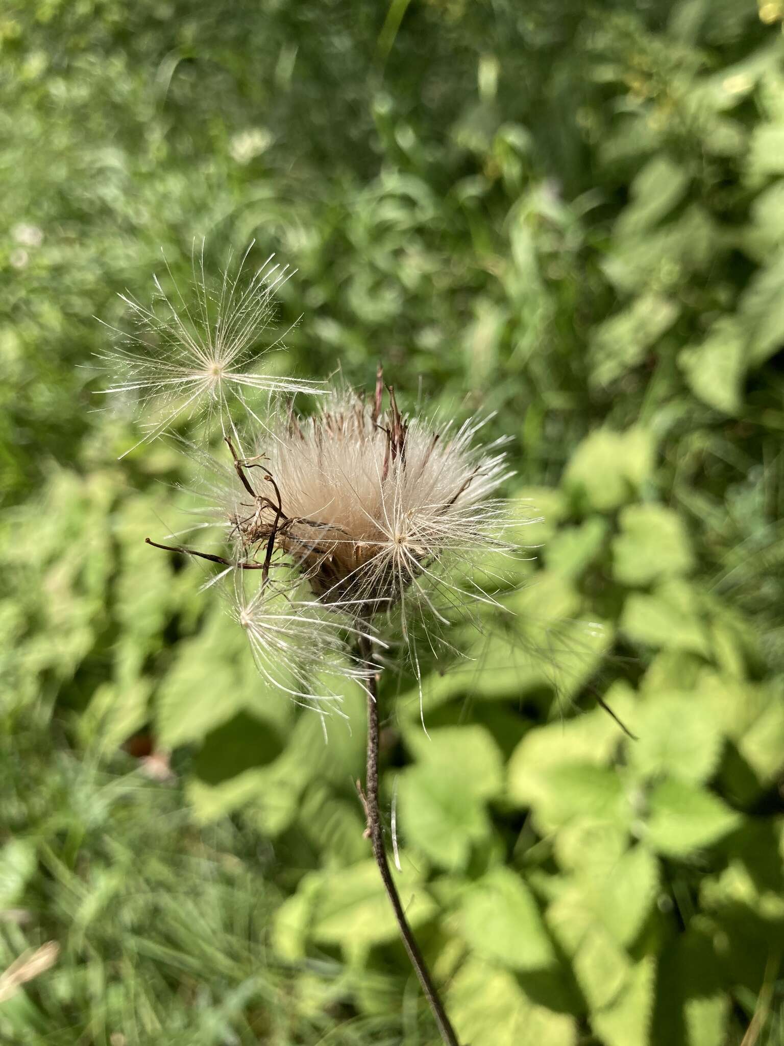 Image of Tuberous Thistle