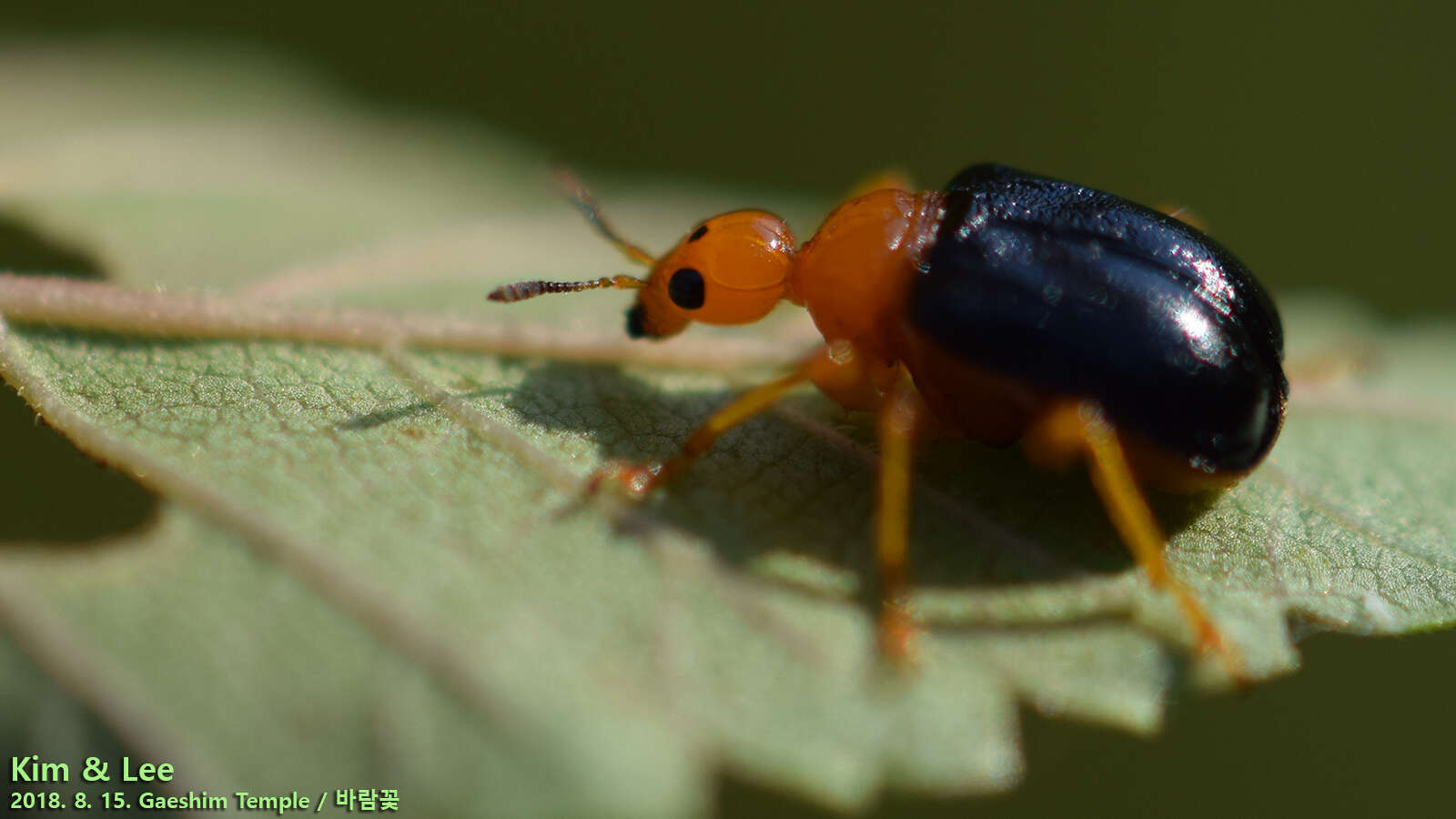 Image of Tomapoderus ruficollis (Fabricius & J. C. 1781)