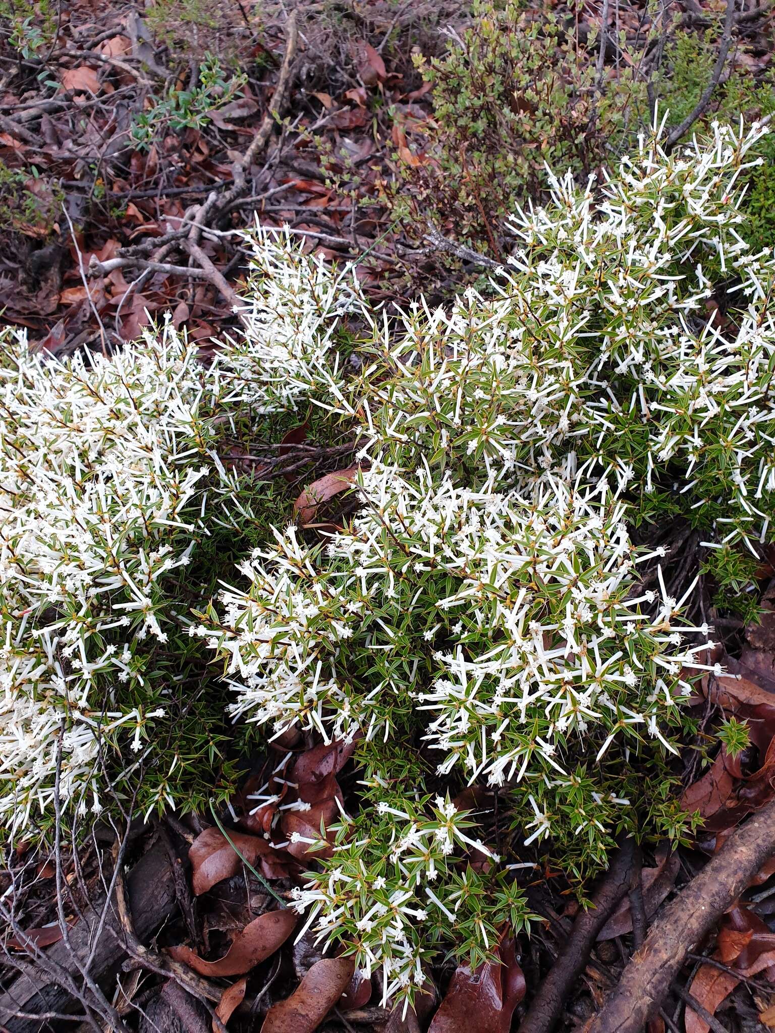 Image de Styphelia tenuiflora Benth.