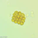 صورة Phaeoplaca thallosa