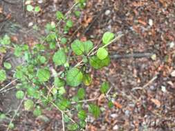 Image of Coprosma spathulata A. Cunn.