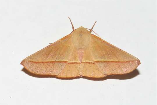 Image of Oenochroma orthodesma Lower 1895