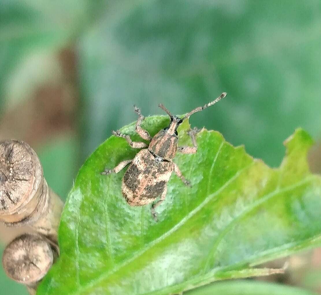 Imagem de Phytoscaphus triangularis (Olivier 1807)