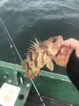 Image of Calico rockfish