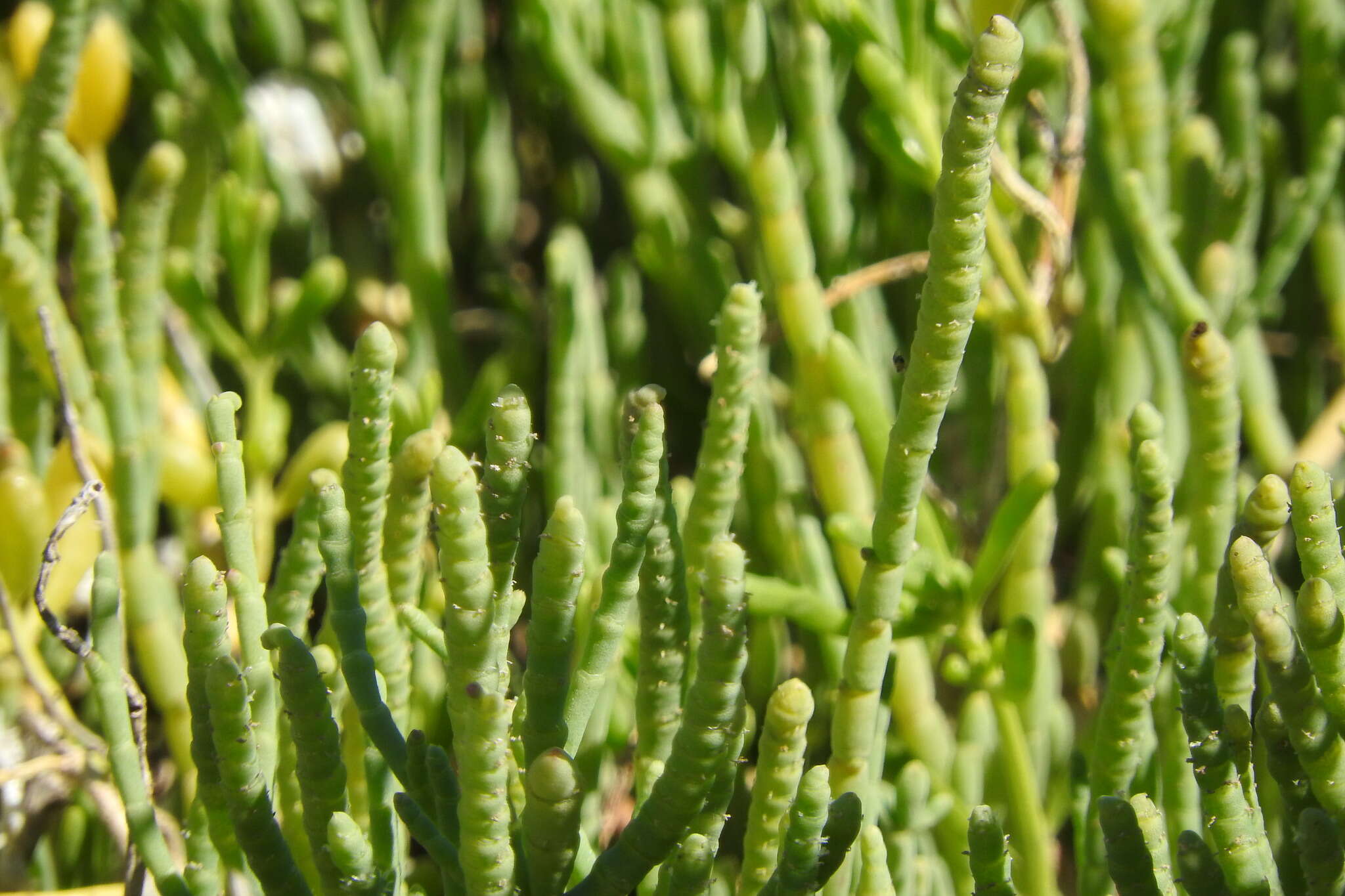 Image de Salicornia bigelovii Torrey