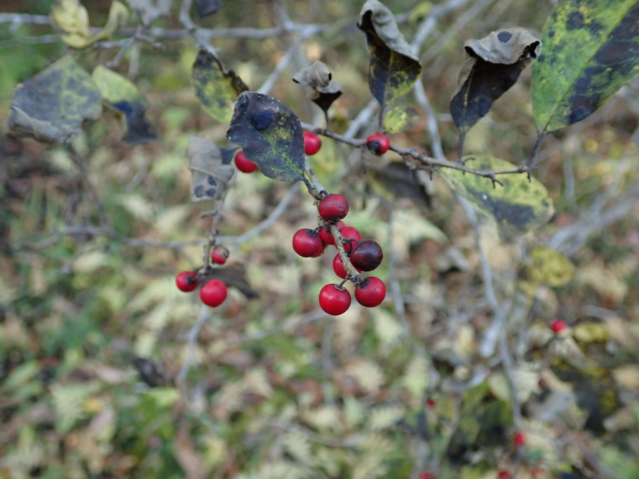 Image of Ilex serrata Thunb.