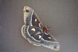 Image of Columbia Silkmoth