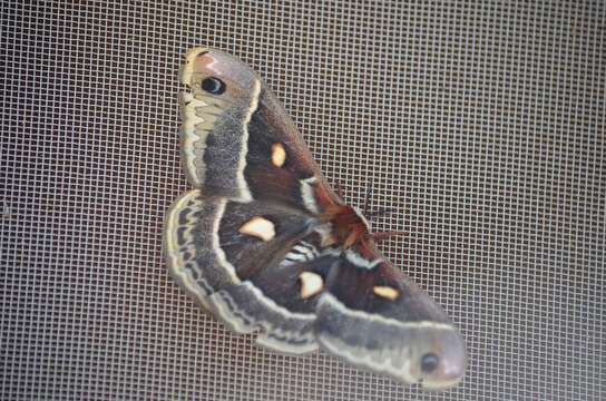 Image of Columbia Silkmoth