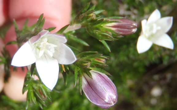 Image of Roella compacta Schltr.