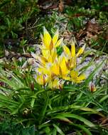 Image of Tulipa urumiensis Stapf