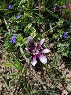 Image of Sparaxis grandiflora subsp. violacea (Eckl.) Goldblatt