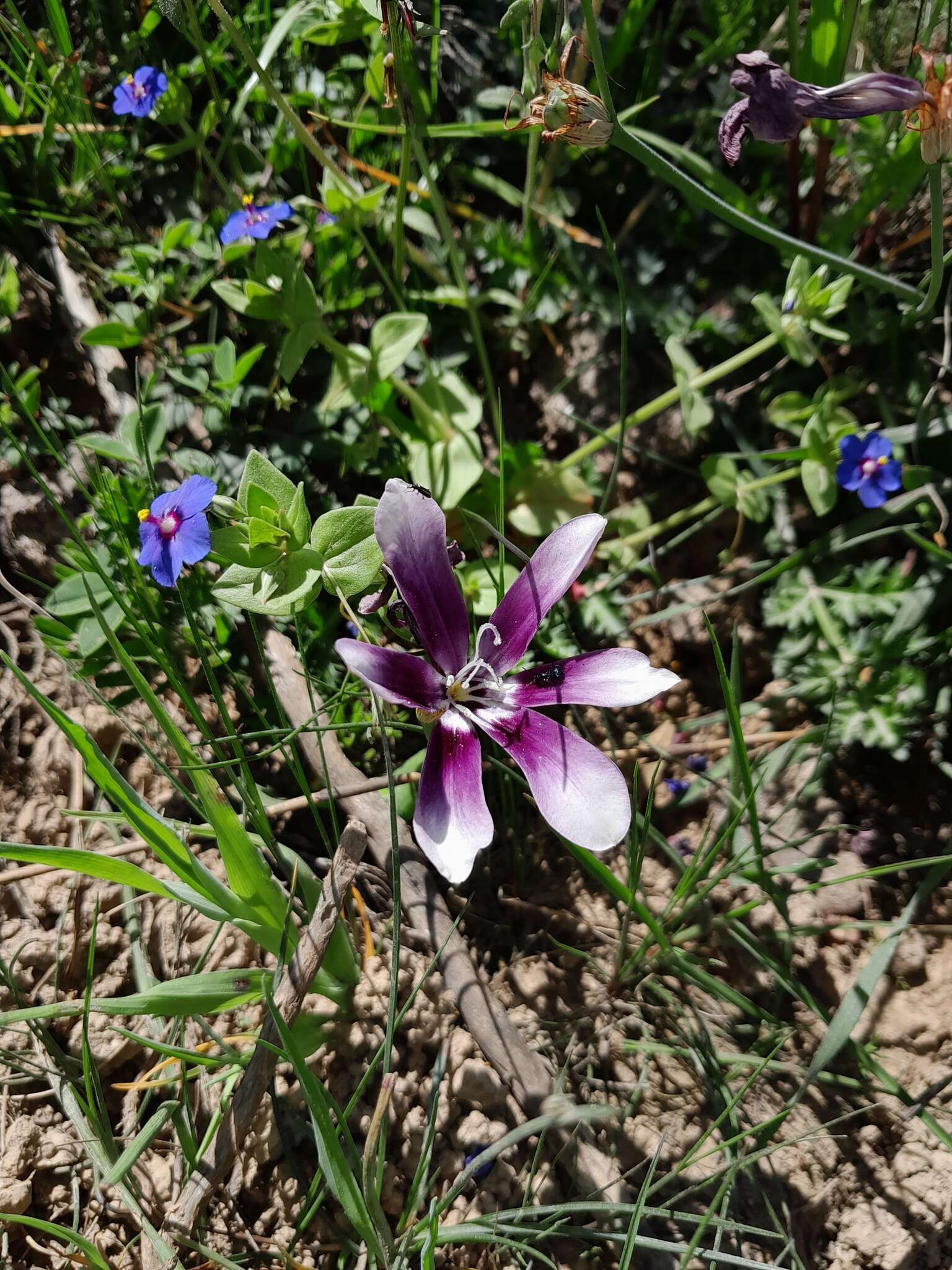 Image of Sparaxis grandiflora subsp. violacea (Eckl.) Goldblatt