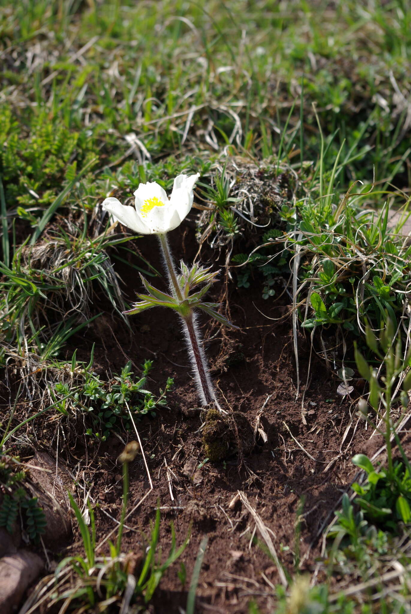 Image of Pulsatilla alpina subsp. schneebergensis D. M. Moser