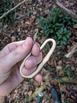 Image of Eastern Ribbon Snake