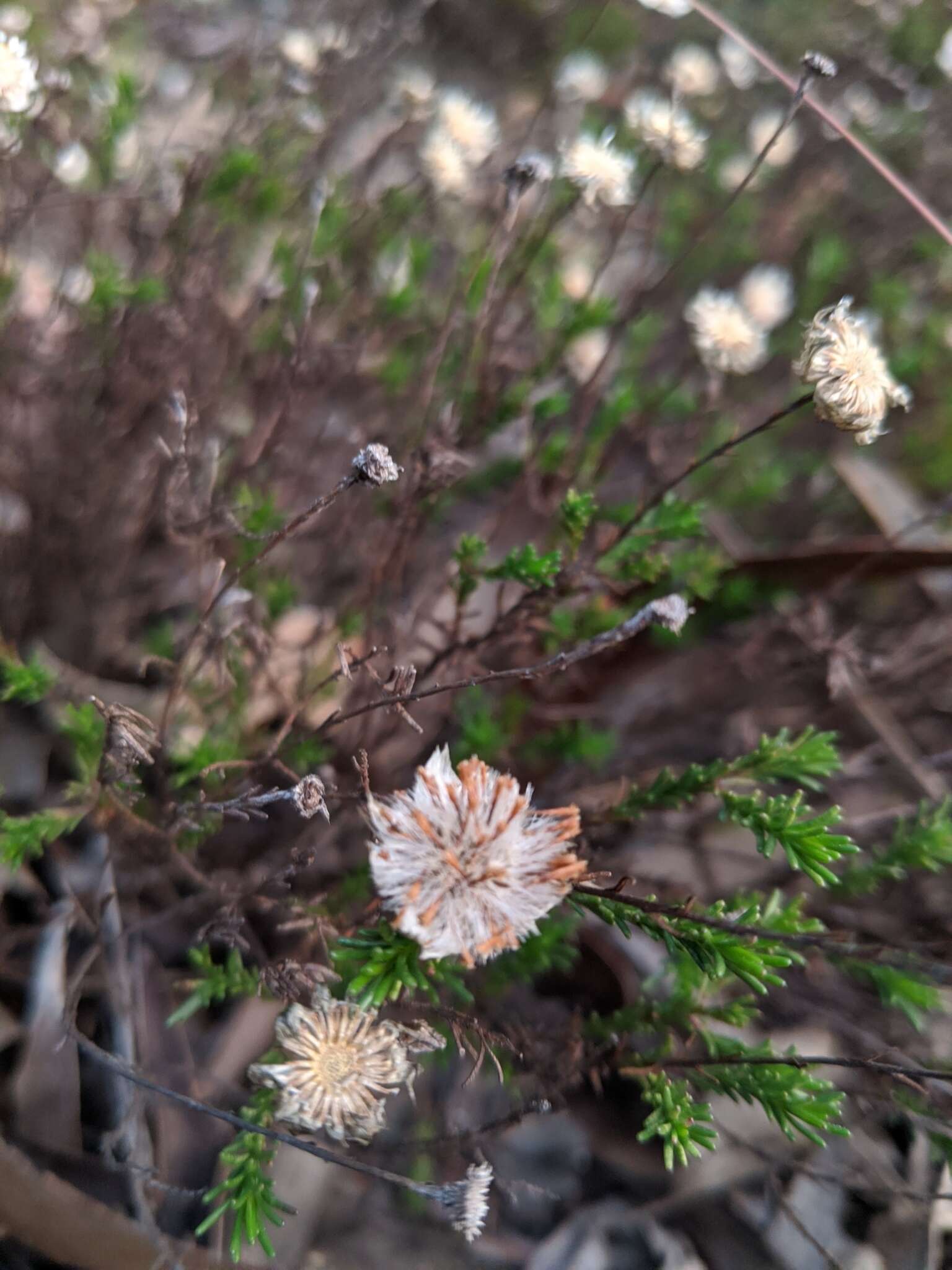 Image of Helichrysum calvertianum F. Müll.