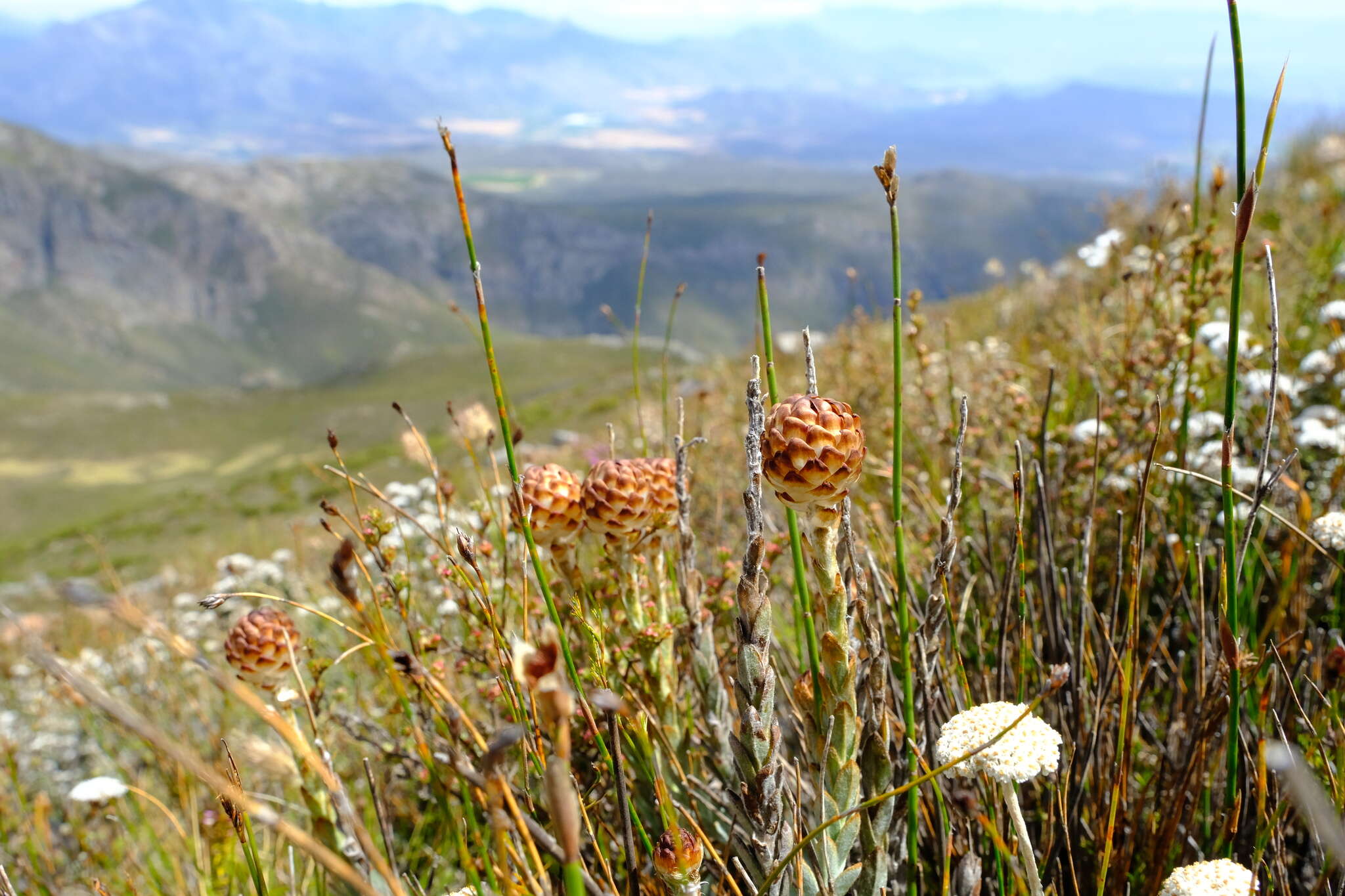 Plancia ëd Syncarpha variegata (Berg.) B. Nord.