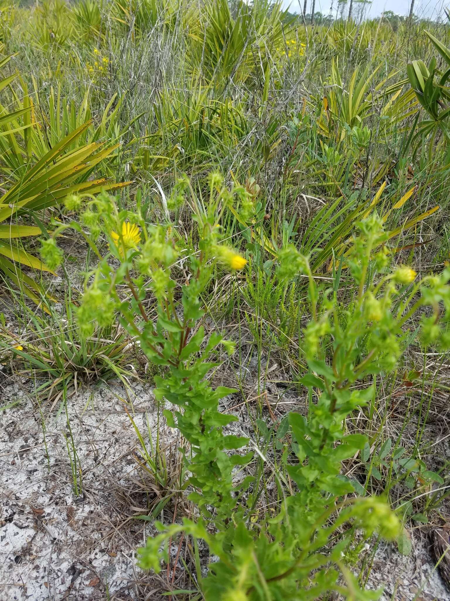 Image of scrubland goldenaster