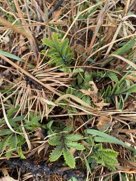 Image de Potentilla tanacetifolia