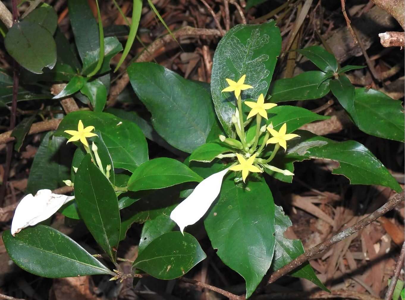 Image of Mussaenda pubescens Dryand.