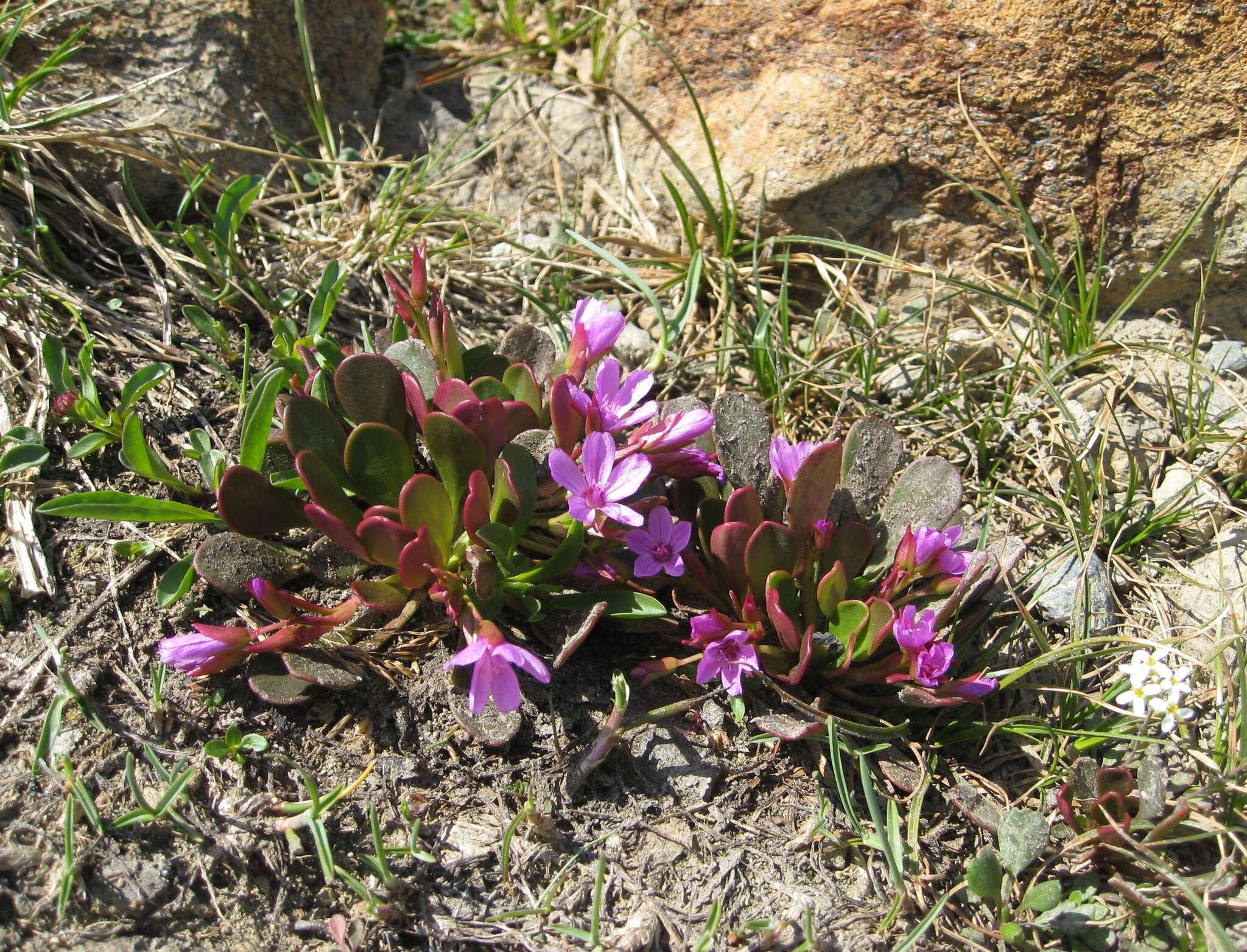 Image of alpine springbeauty