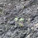 Image of Oahu wormwood