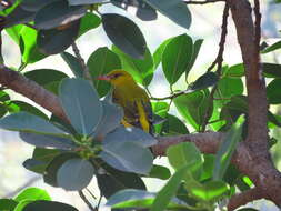 Image of Indian Golden Oriole