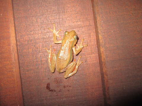 Image of Balfour's Reed Frog