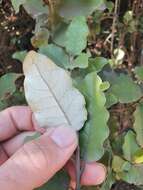 Image de Olearia albida Hook. fil.